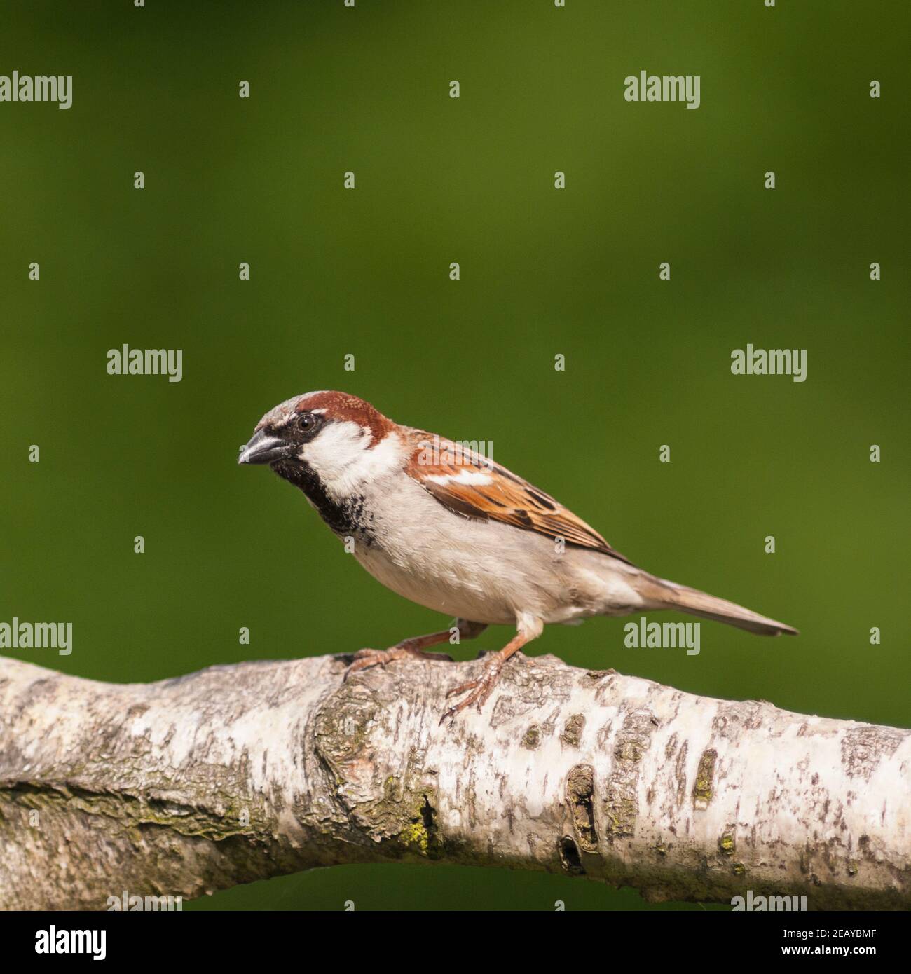 A Male House Sparrow ( Passer domesticus ) in the uk Stock Photo
