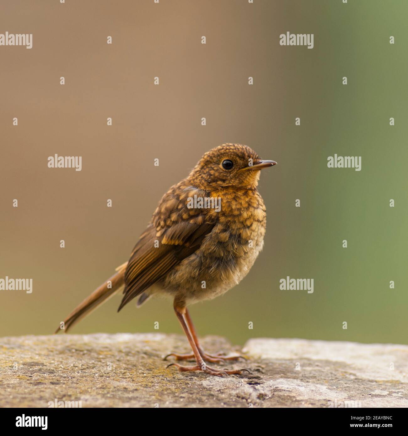 A Young Robin juvenile bird (Erithacus rubecula) in the Uk Stock Photo