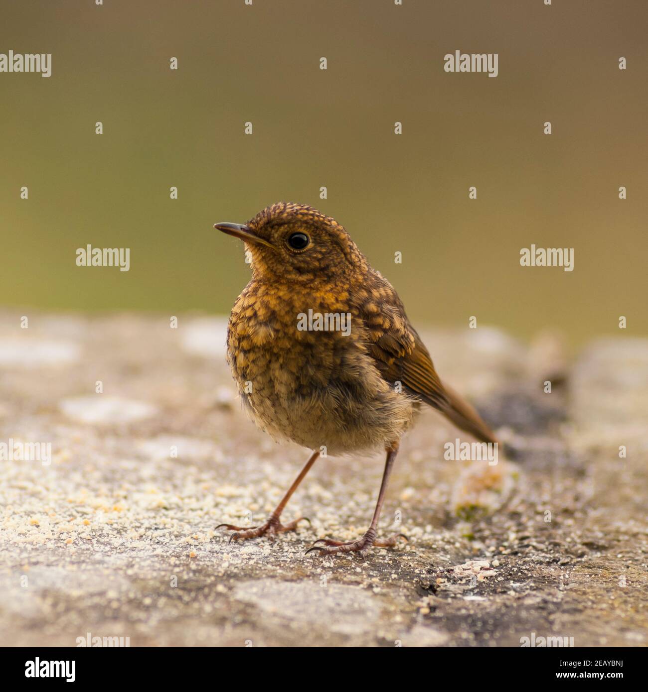 A Young Robin juvenile bird (Erithacus rubecula) in the Uk Stock Photo