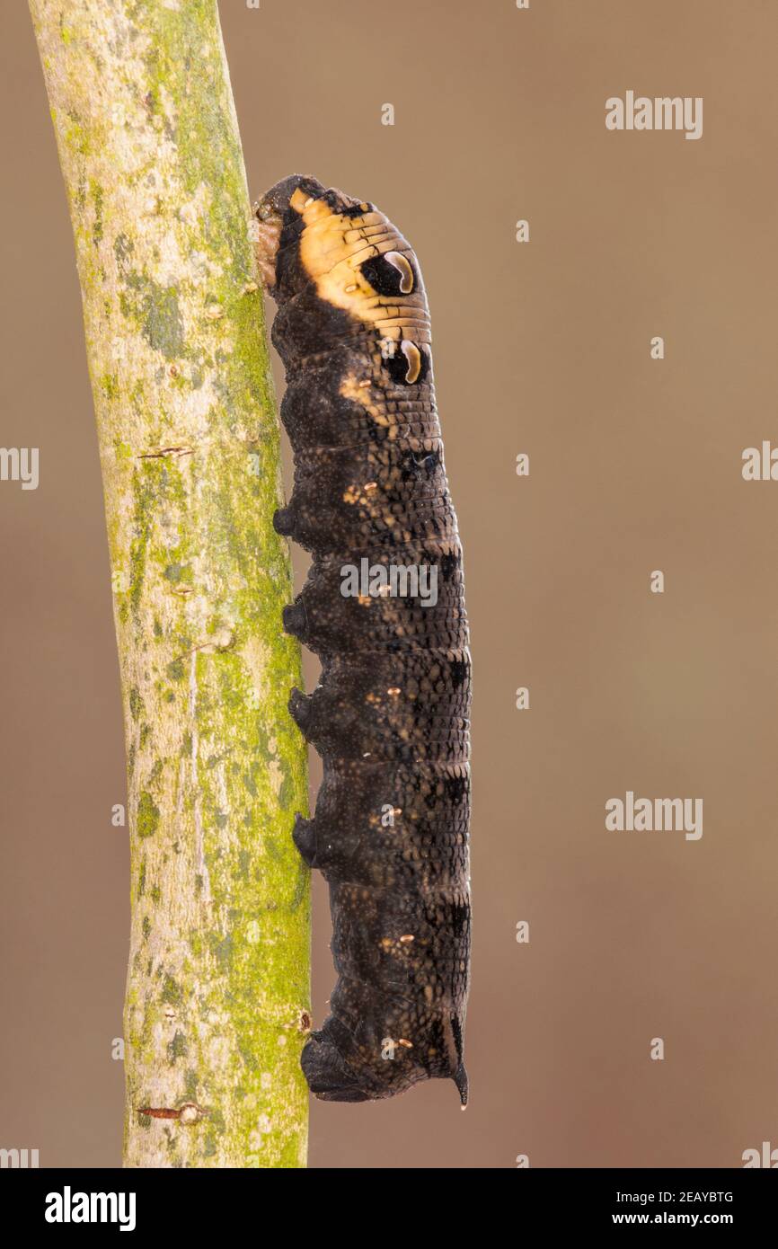 Caterpillar of Elephant hawk-moth (Deilephila elpenor) in Suffolk, England, UK Stock Photo