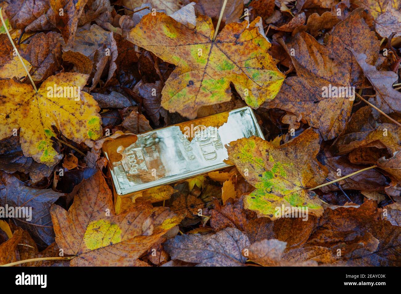A Gold bar gleaming through fallen autumn leaves Stock Photo