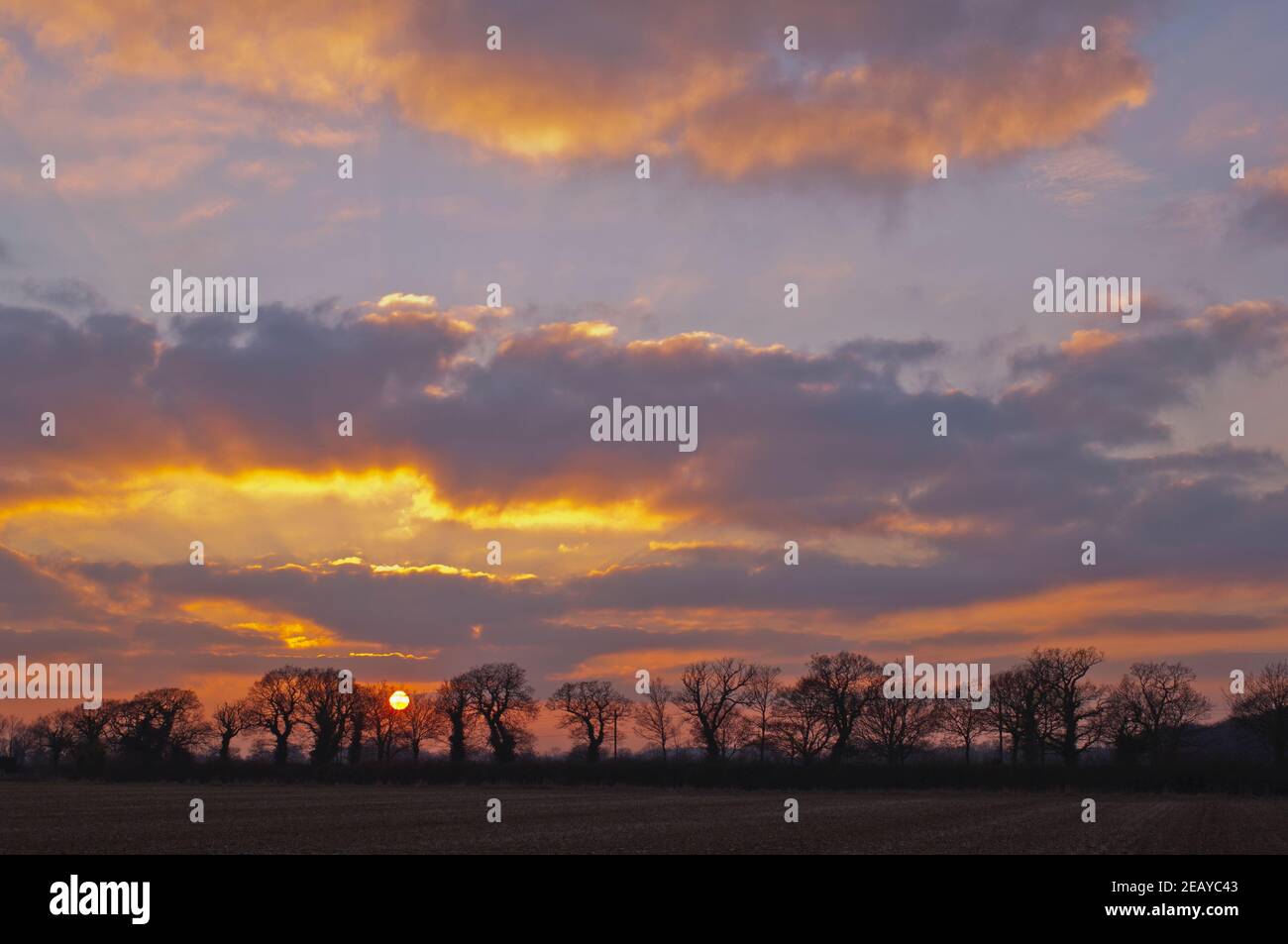 Sunset over trees and field in the Suffolk countryside Stock Photo