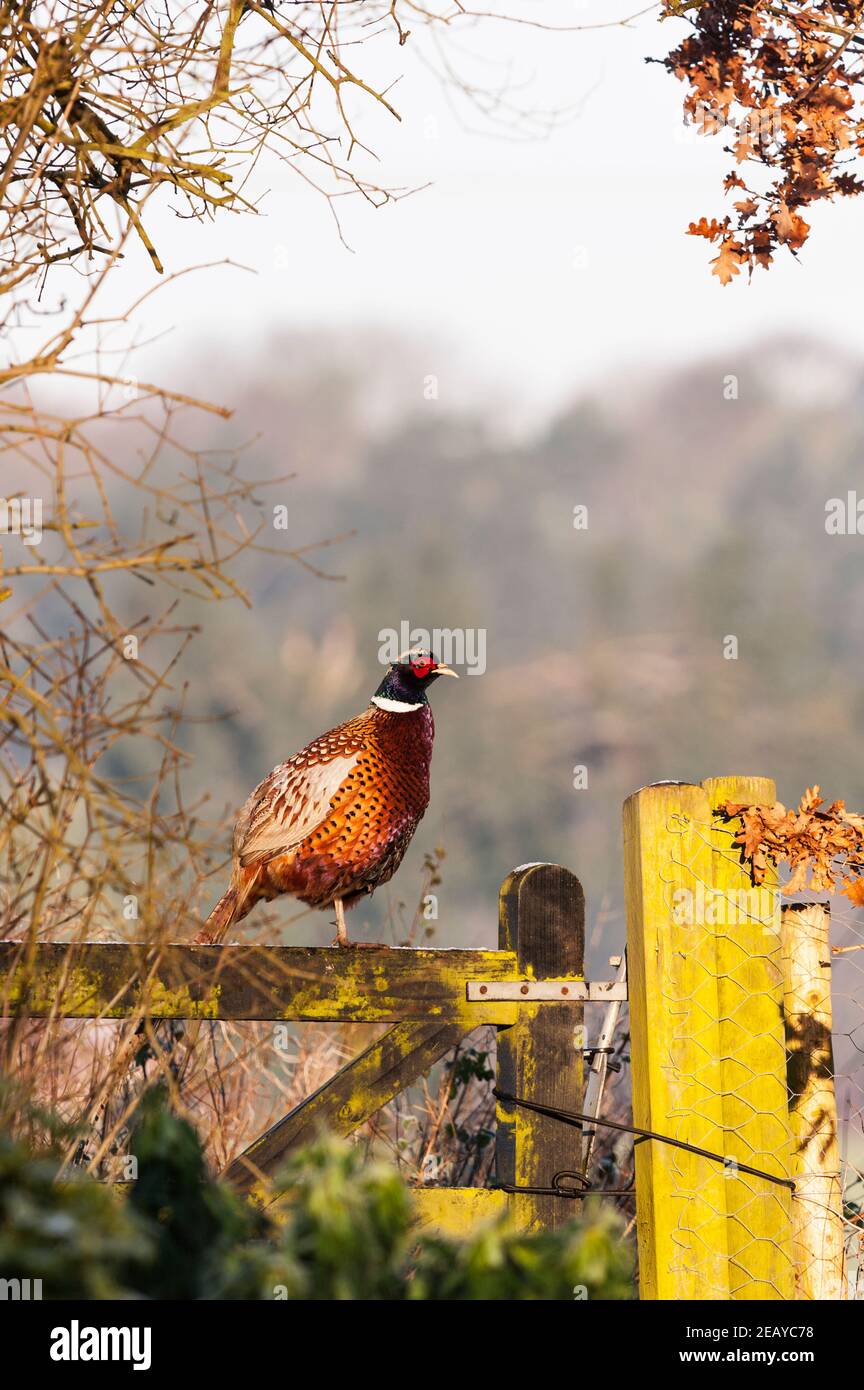 A Cock Pheasant (Phasianus colchicus) in the Uk Stock Photo