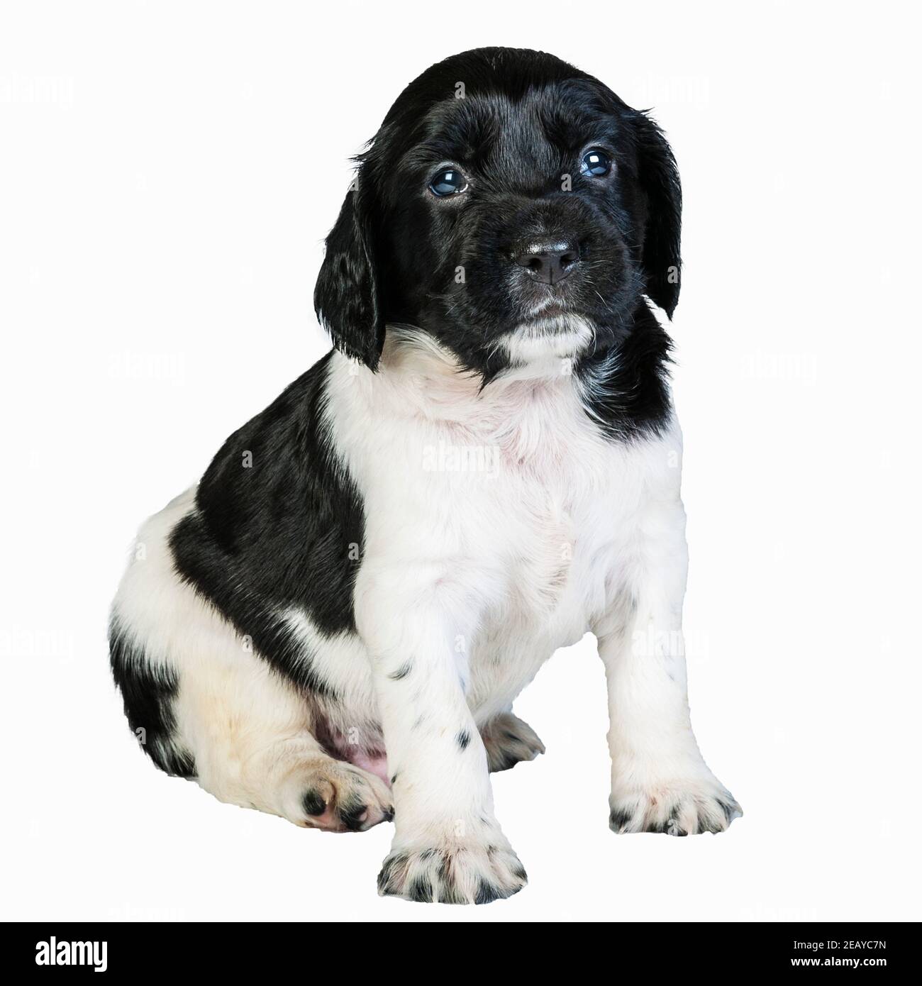 A 4 week old black and white English Springer Spaniel puppy Stock Photo