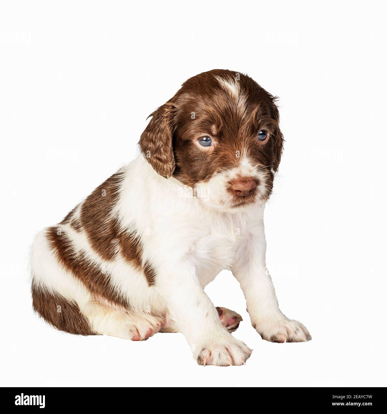 A 4 week old liver and white English Springer Spaniel puppy Stock Photo