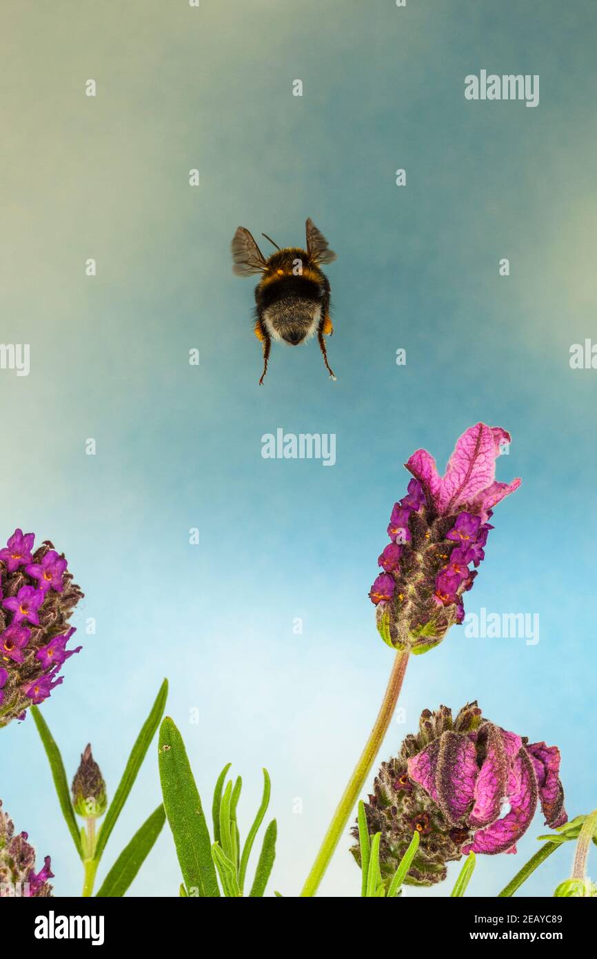 A Bumblebee in Free Flight in the Uk Stock Photo