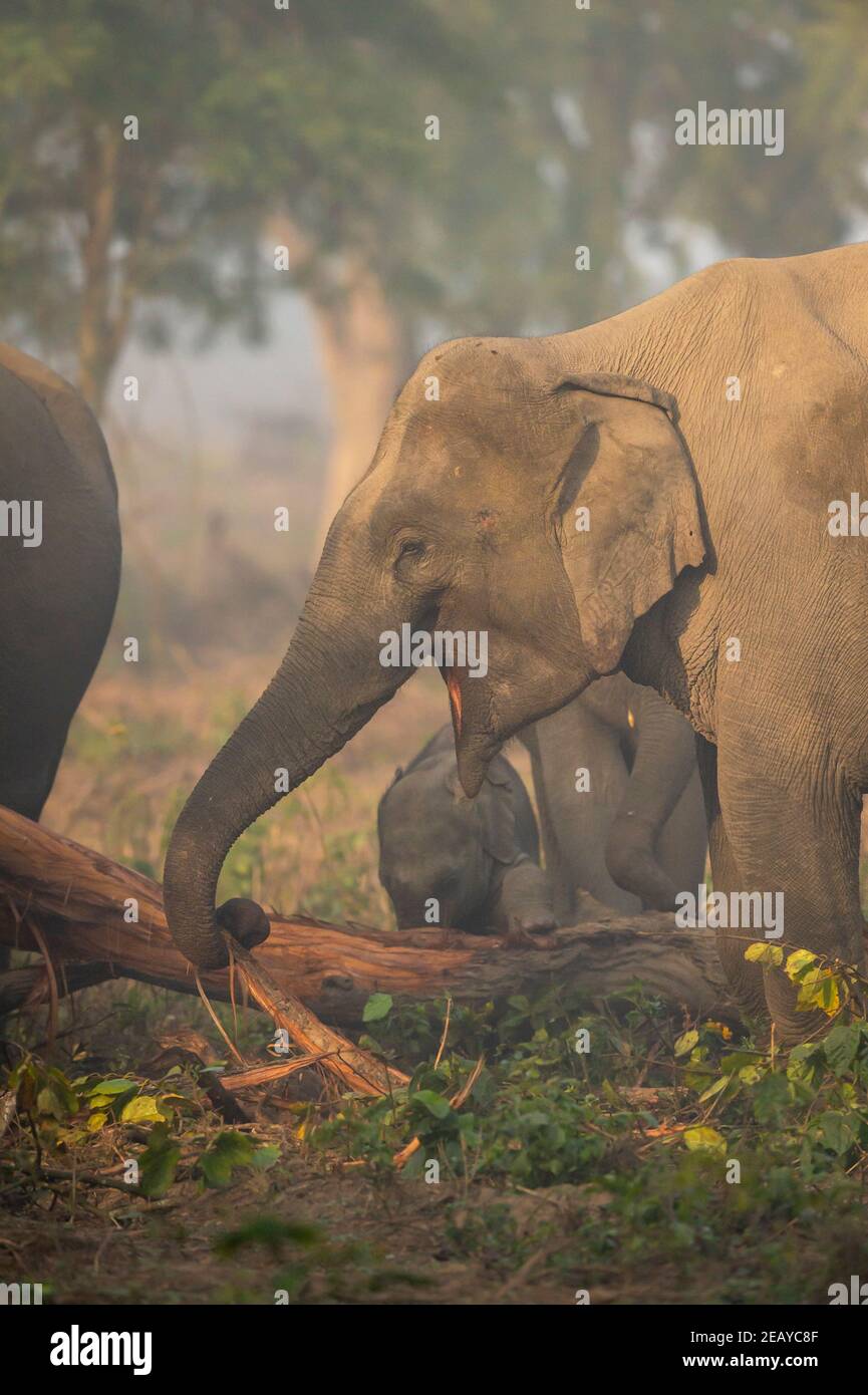 wild asian elephant eating bark of tree at dhikala zone of jim corbett national park uttarakhand