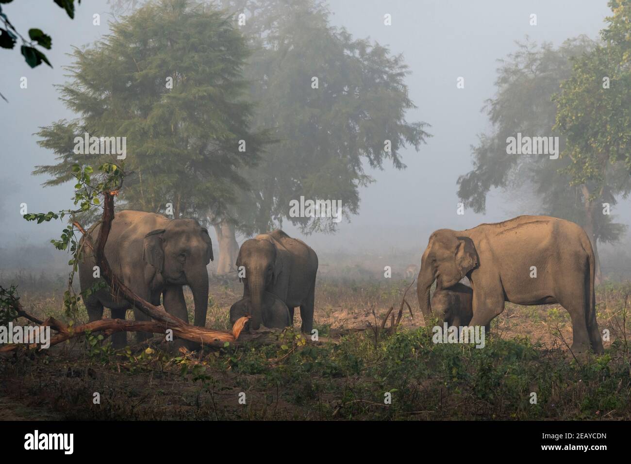 wild asian elephant family or herd eating bark of tree at dhikala zone of jim corbett national park uttarakhand india - Elephas maximus indicus Stock Photo
