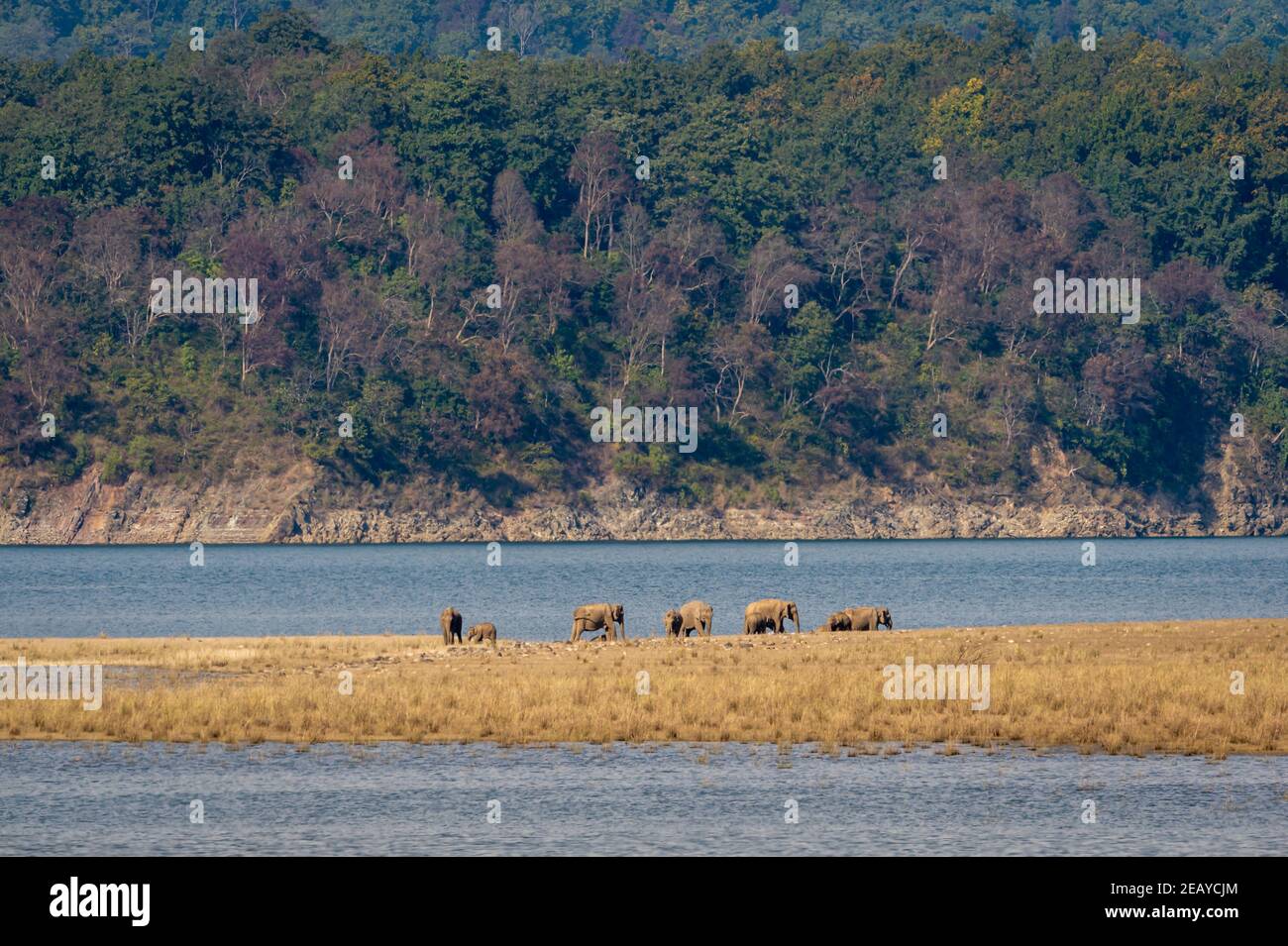 wild asian elephant or tusker herd or family with calf near ramganga river in scenic landscape background of dhikala zone at jim corbett national park Stock Photo