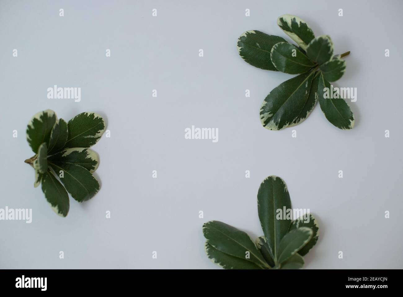 Beautiful green leaves isolated on white background Stock Photo - Alamy
