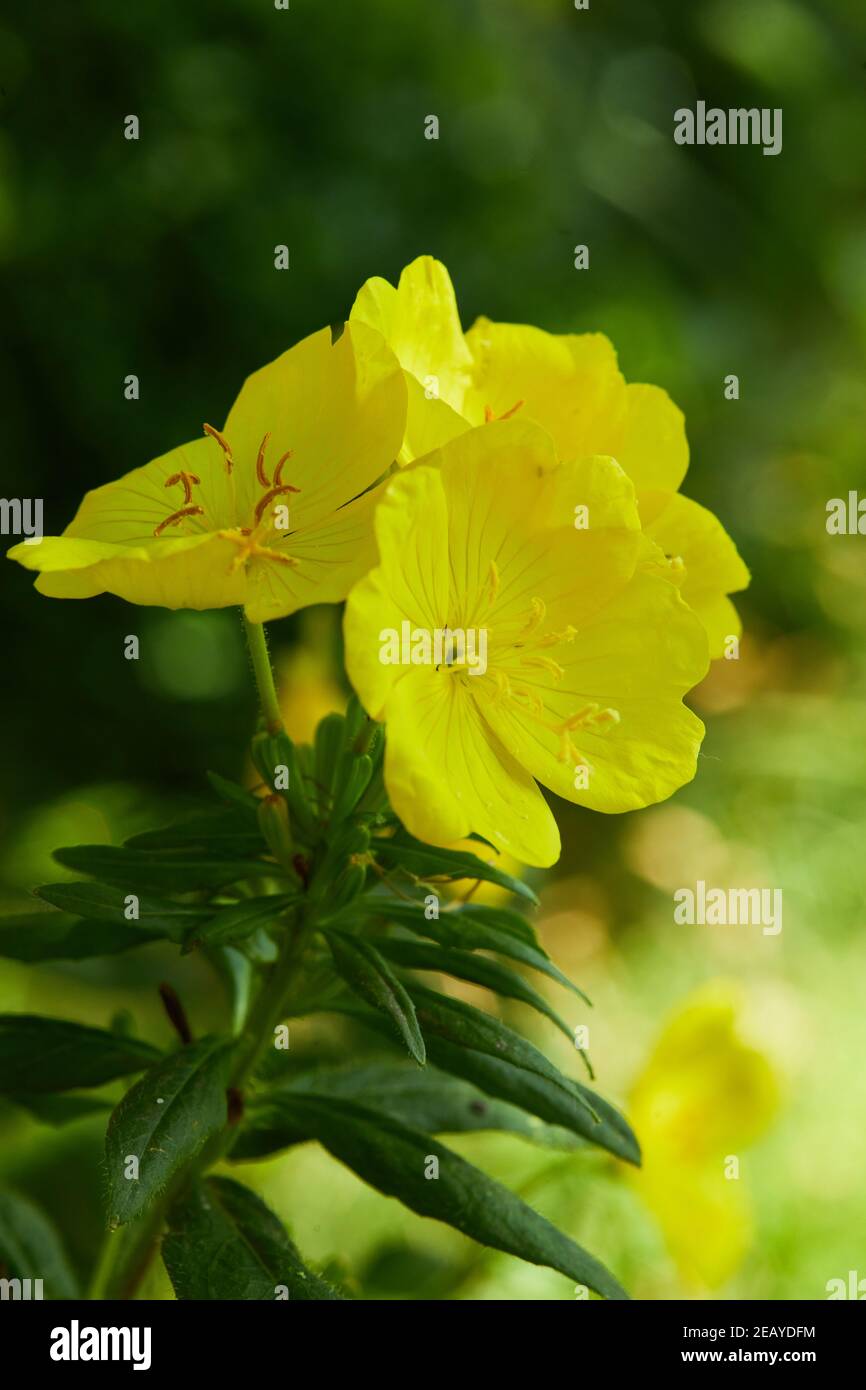 Common Evening Primrose (Oenothera biennis) in the garden. Oenothera