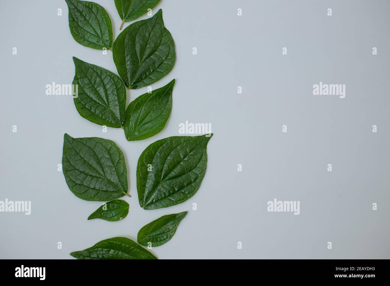 Beautiful green leaves isolated on white background Stock Photo - Alamy