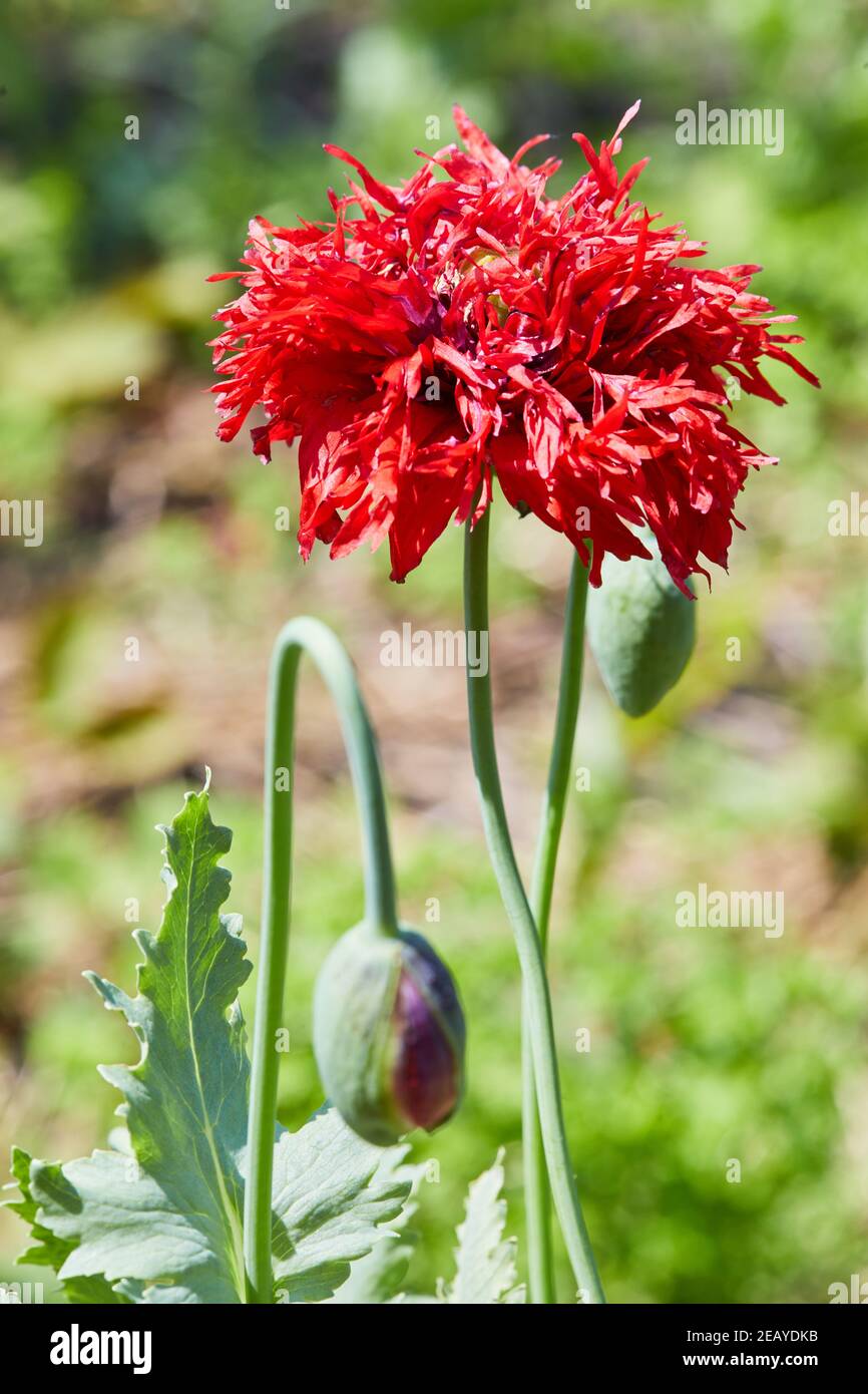 Red decorative poppy flower. Gardening Stock Photo