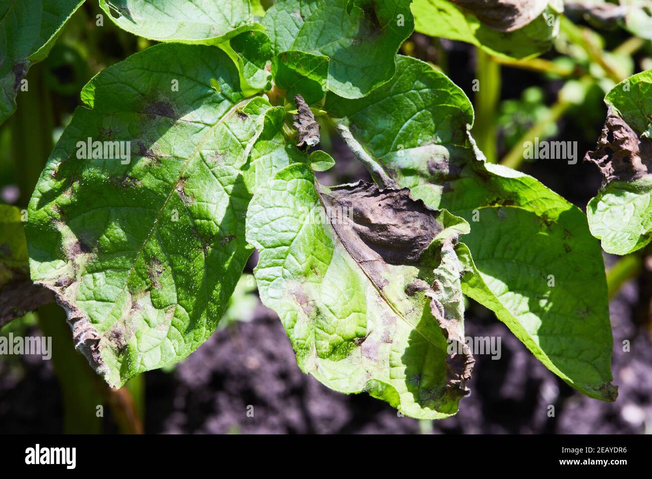 Potato plant has got ill with Phytophthora (Phytophthora Infestans