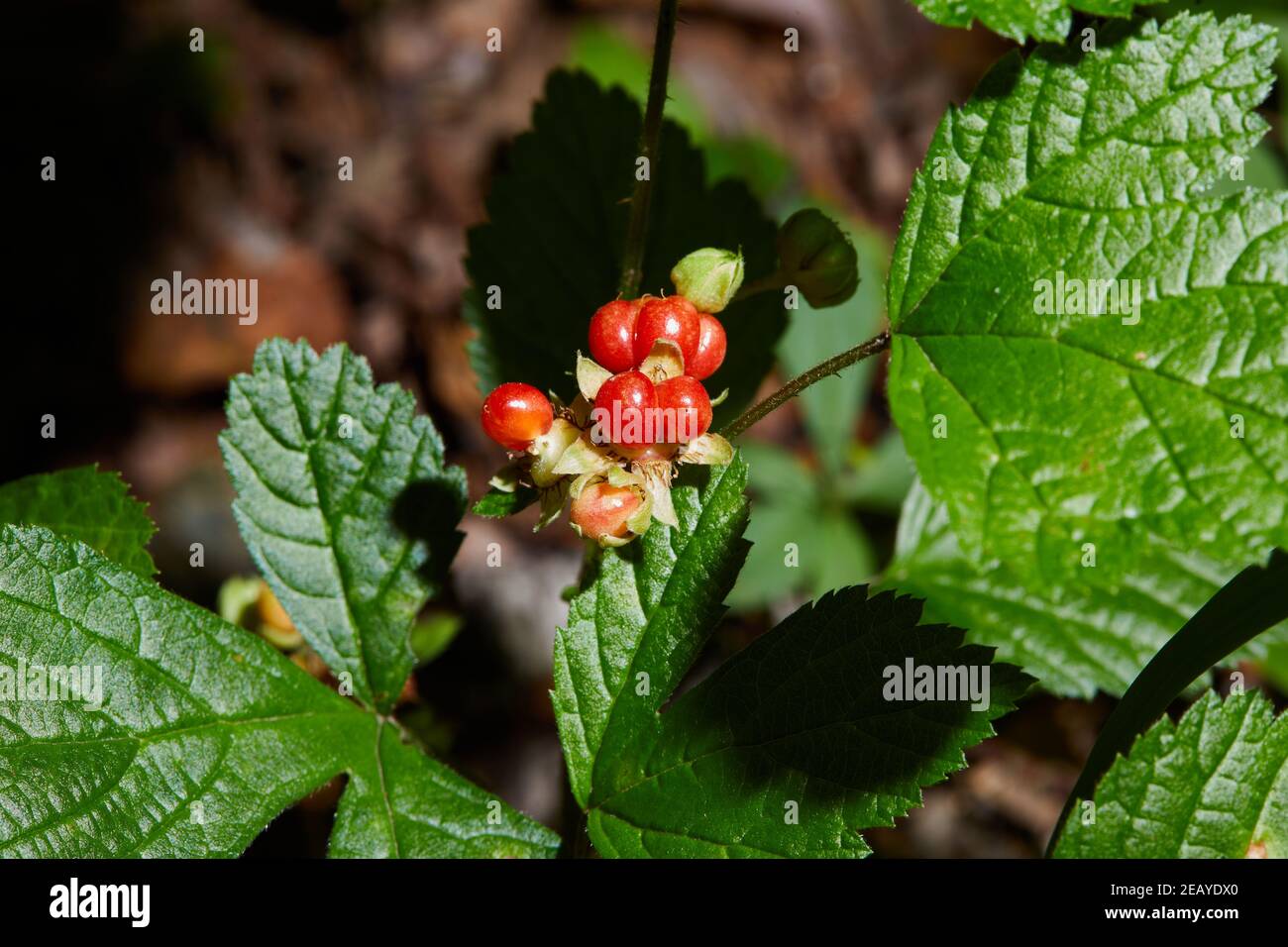 Red stone bramble growing in the forest. Fruiting plant with ripe red berries in wild. (Roebuck-berry (Rubus saxatilis)) Stock Photo