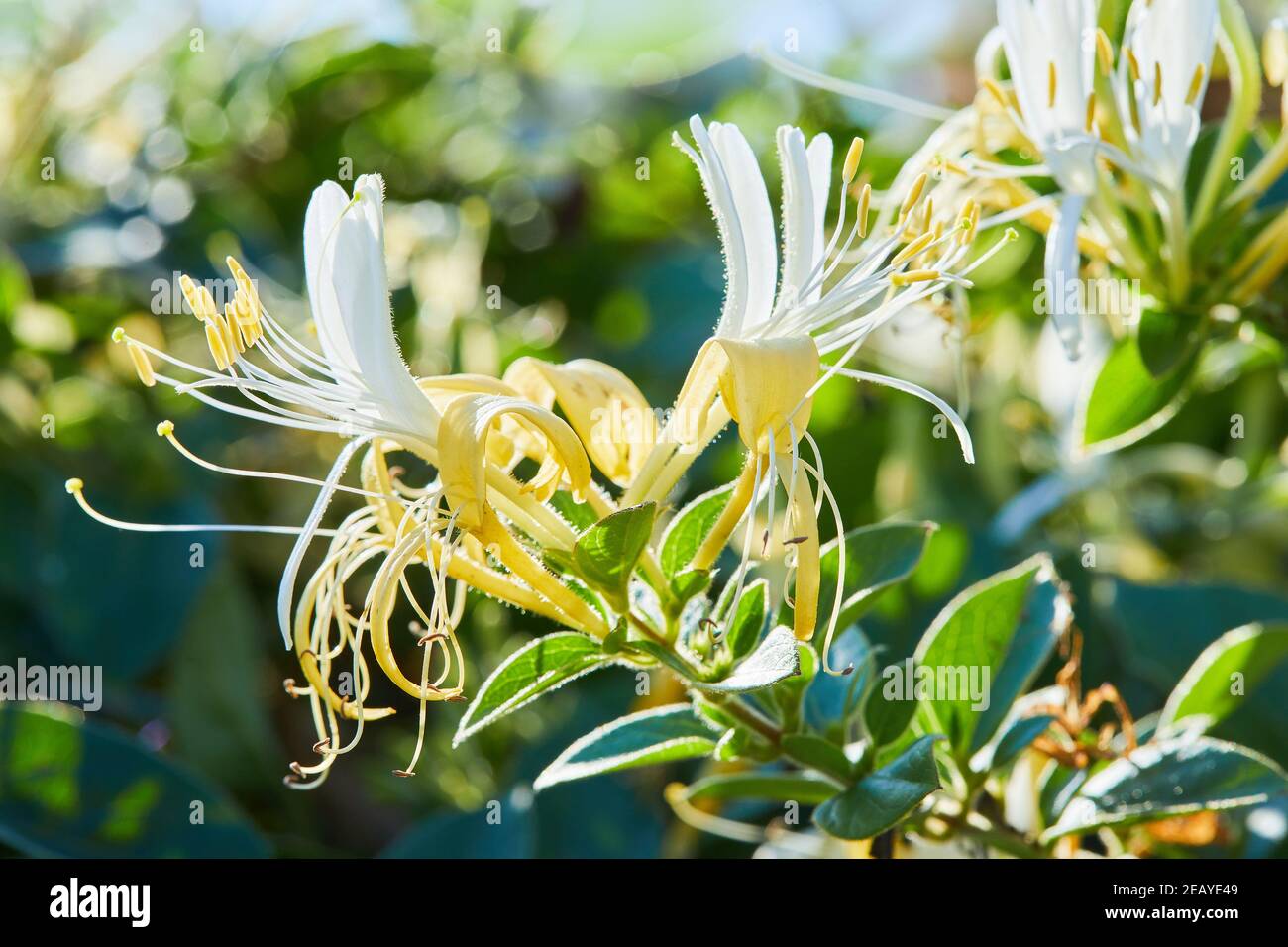 Flowering white-yellow Honeysuckle(Woodbine). Lonicera japonica, known as Japanese honeysuckle and golden-and-silver honeysuckle Stock Photo