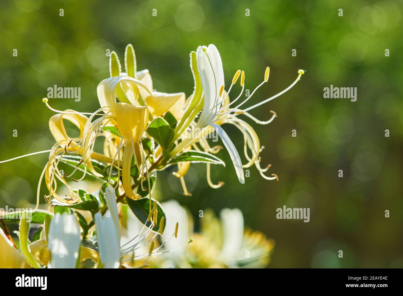 Flowering whiteyellow Honeysuckle(Woodbine). Lonicera japonica, known