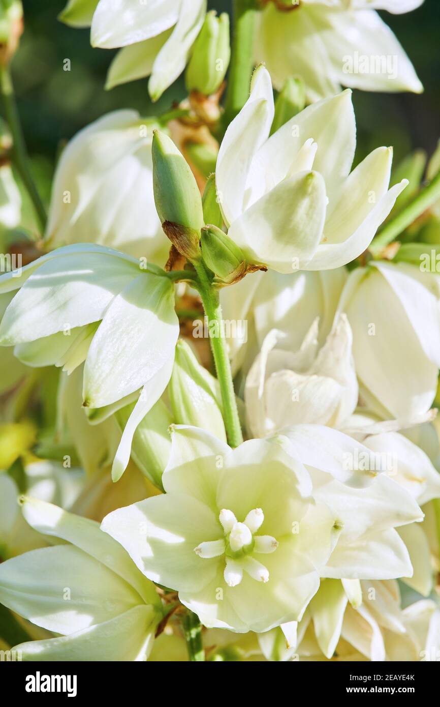 White Yucca filamentosa bush flowers, other names include Adams needle, common yucca, Spanish bayonet, bear-grass, needle-palm, silk-grass, and spoon- Stock Photo