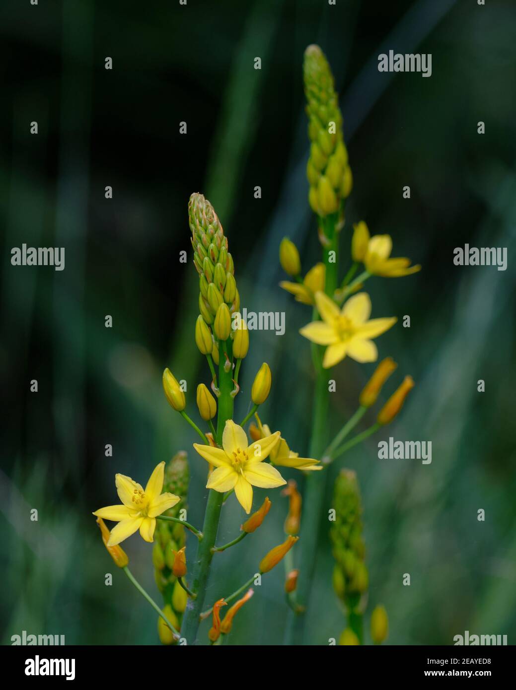 Golden Lily Stock Photo