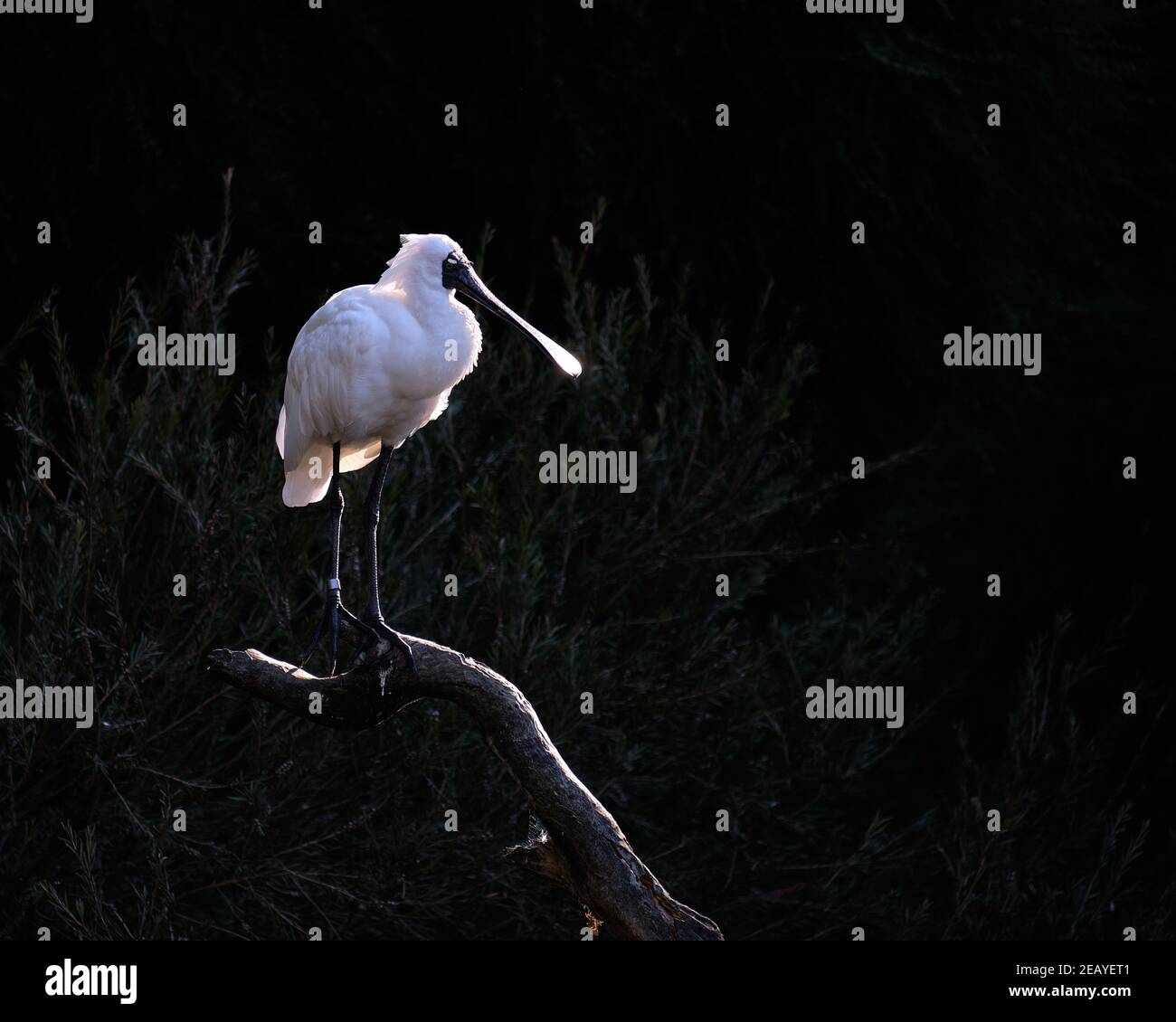 Royal spoonbill hi-res stock photography and images - Alamy