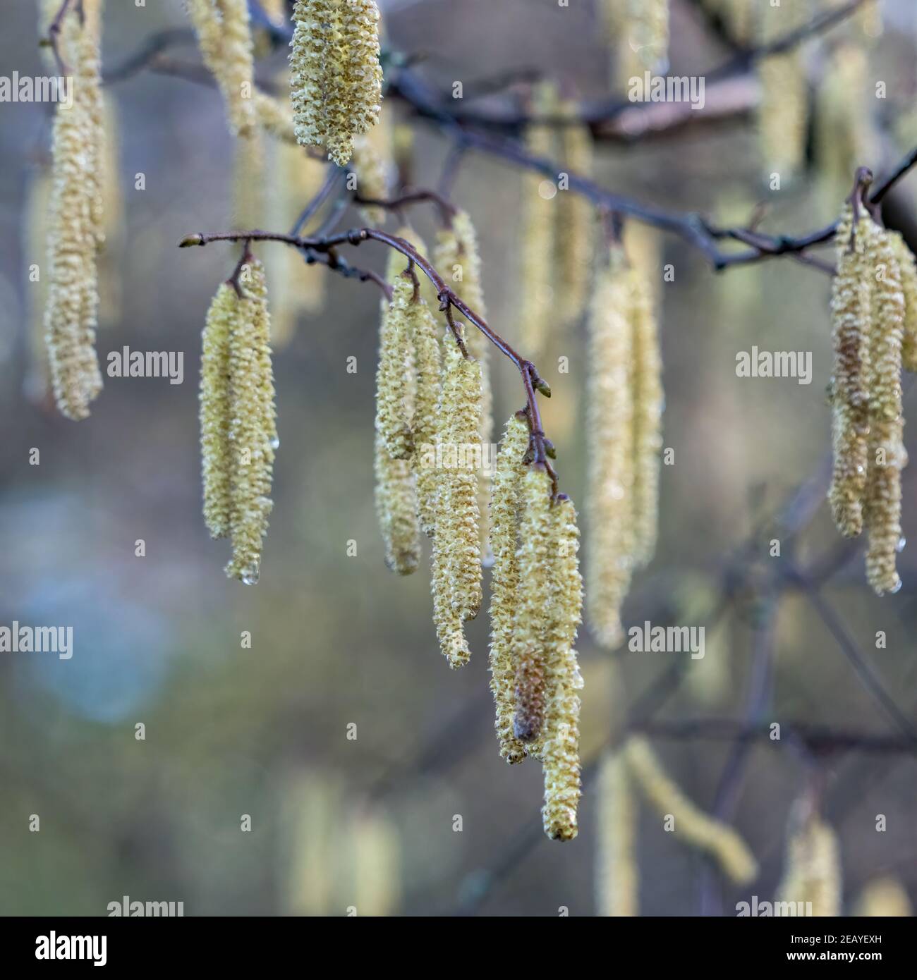 Catkins on Hazel (Corylus avellana) Stock Photo