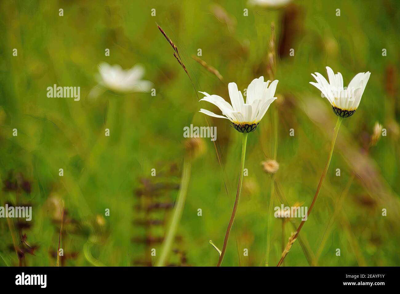 Wa wildflowers hi-res stock photography and images - Alamy