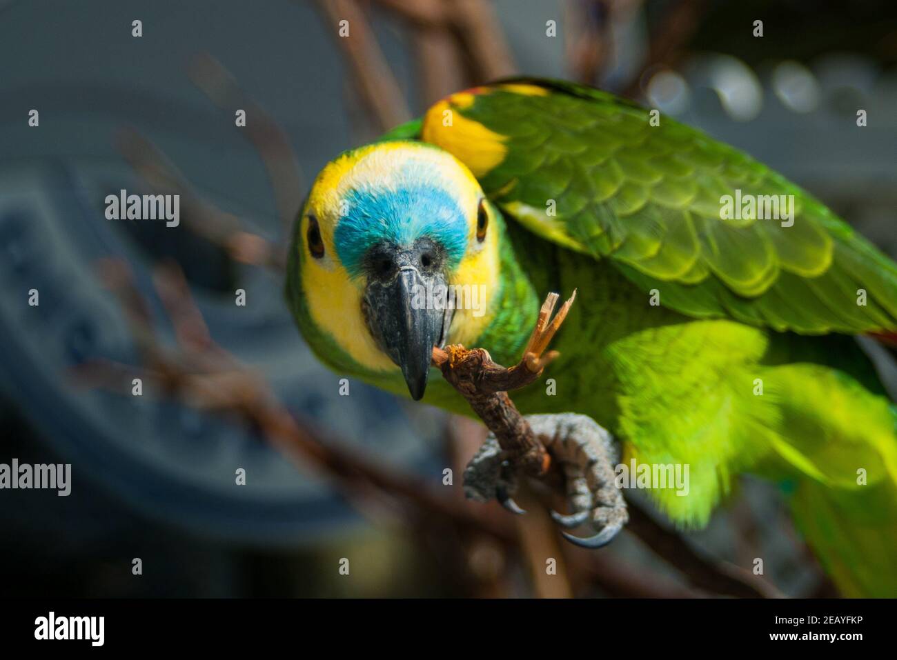 Single blue fronted amazon parrot Stock Photo Alamy