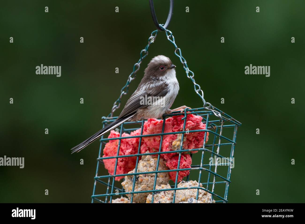 Long-Tailed Tit. Aegithalos caudatus. Single fledgling on suet feeder. West Midlands. British Isles. Stock Photo