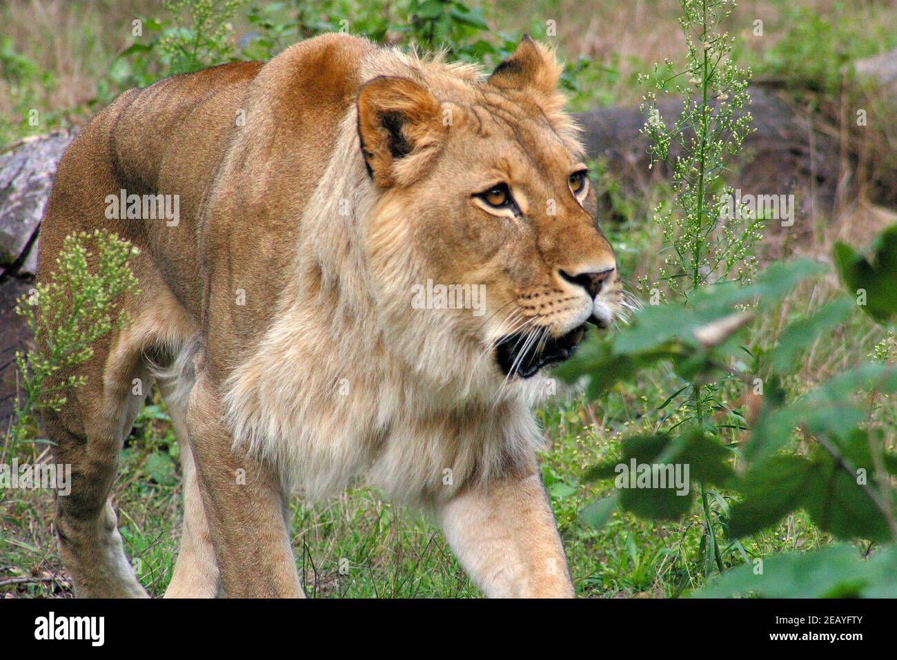 A walking African Lion in a Berlin Zoo, Germany Stock Photo