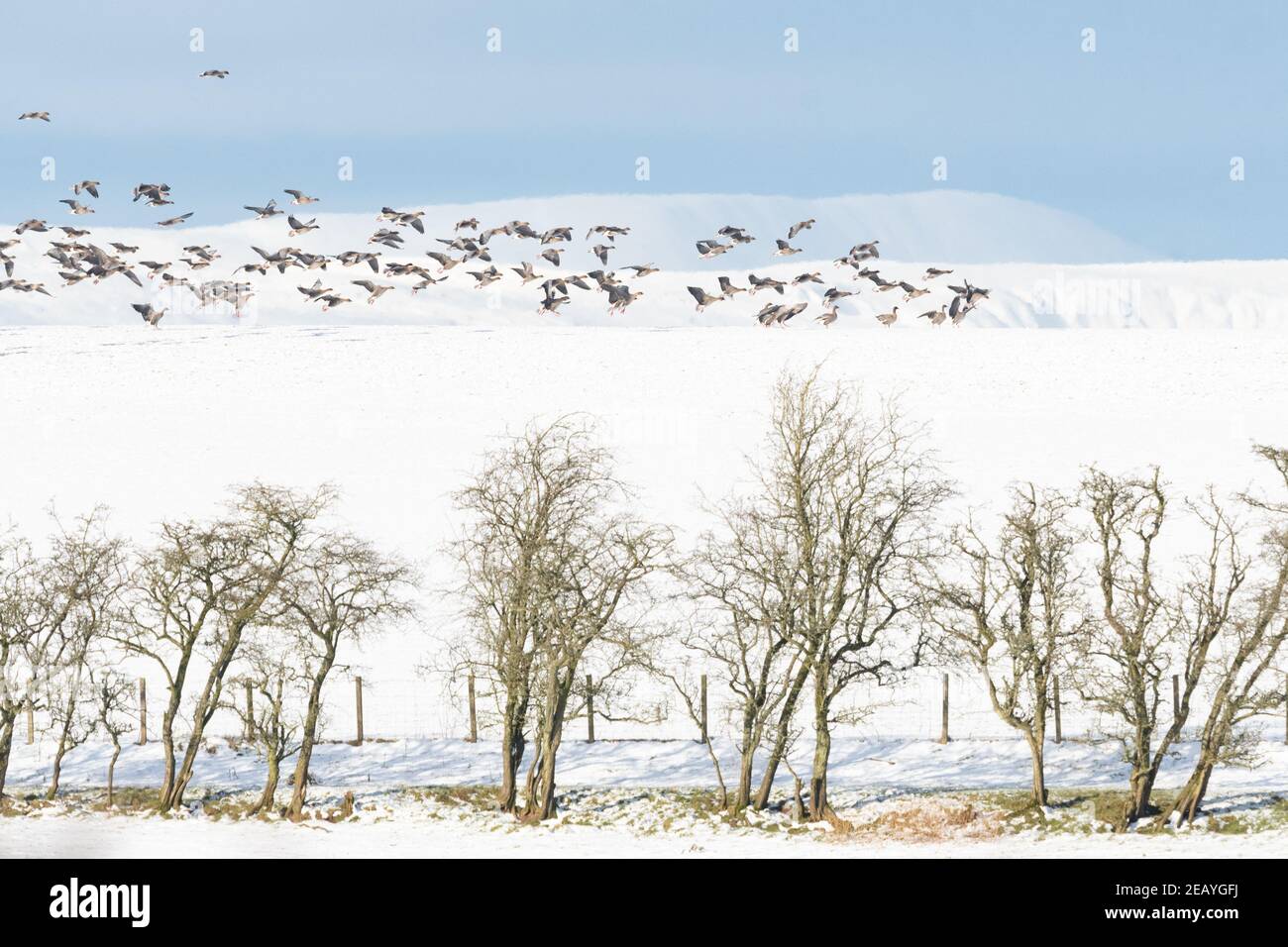 Killearn, Stirling, Scotland, UK. 11th Feb, 2021. UK weather - greylag geese landing on the brow of a snow covered field in Killearn Credit: Kay Roxby/Alamy Live News Stock Photo