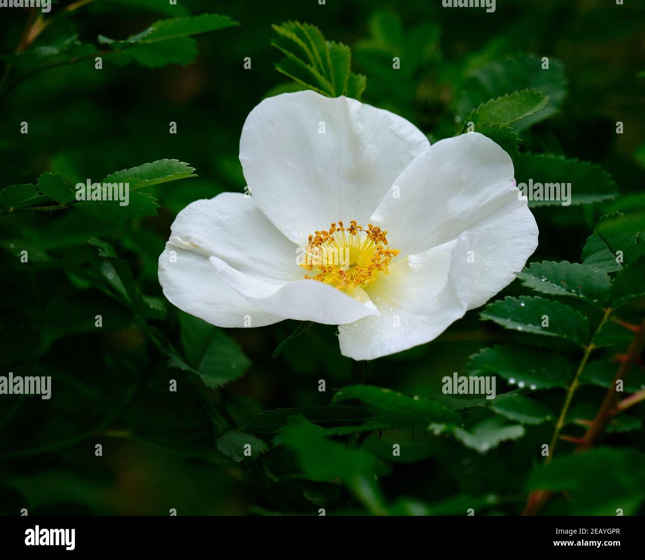 Dog Rose In White Stock Photo