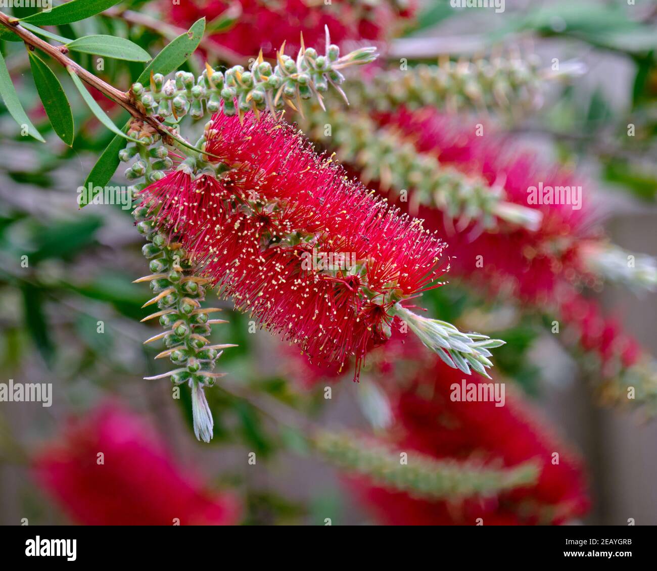 Australian bottlebrush hi-res stock photography and images - Alamy