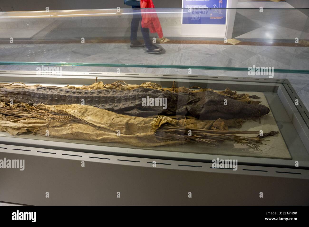Detail of ancient egyptian crocodile mummy in Naples History museum. Stock Photo