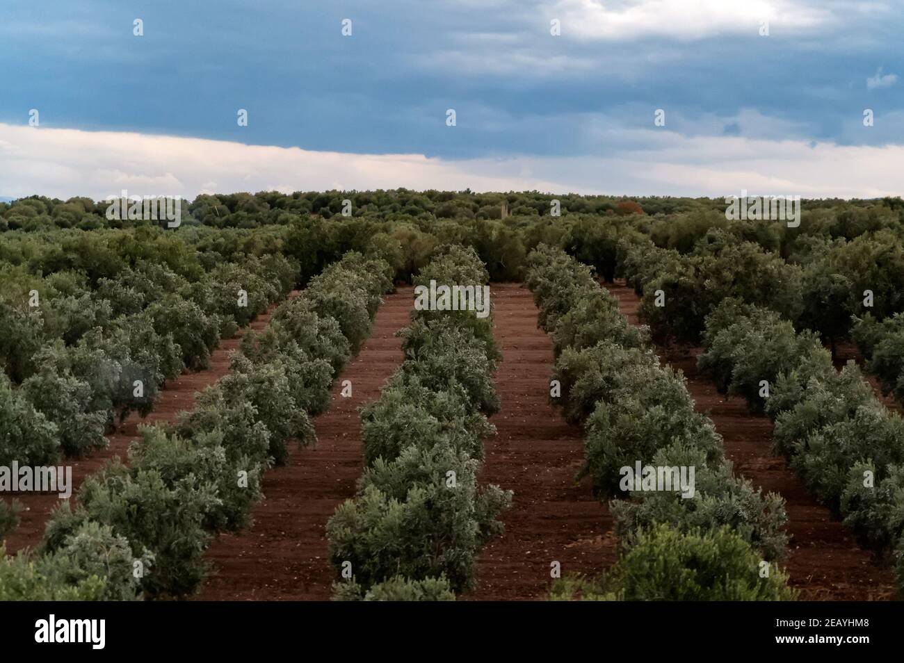 Olive trees in a row. Plantation and cloudy sky. Selective focus Stock Photo