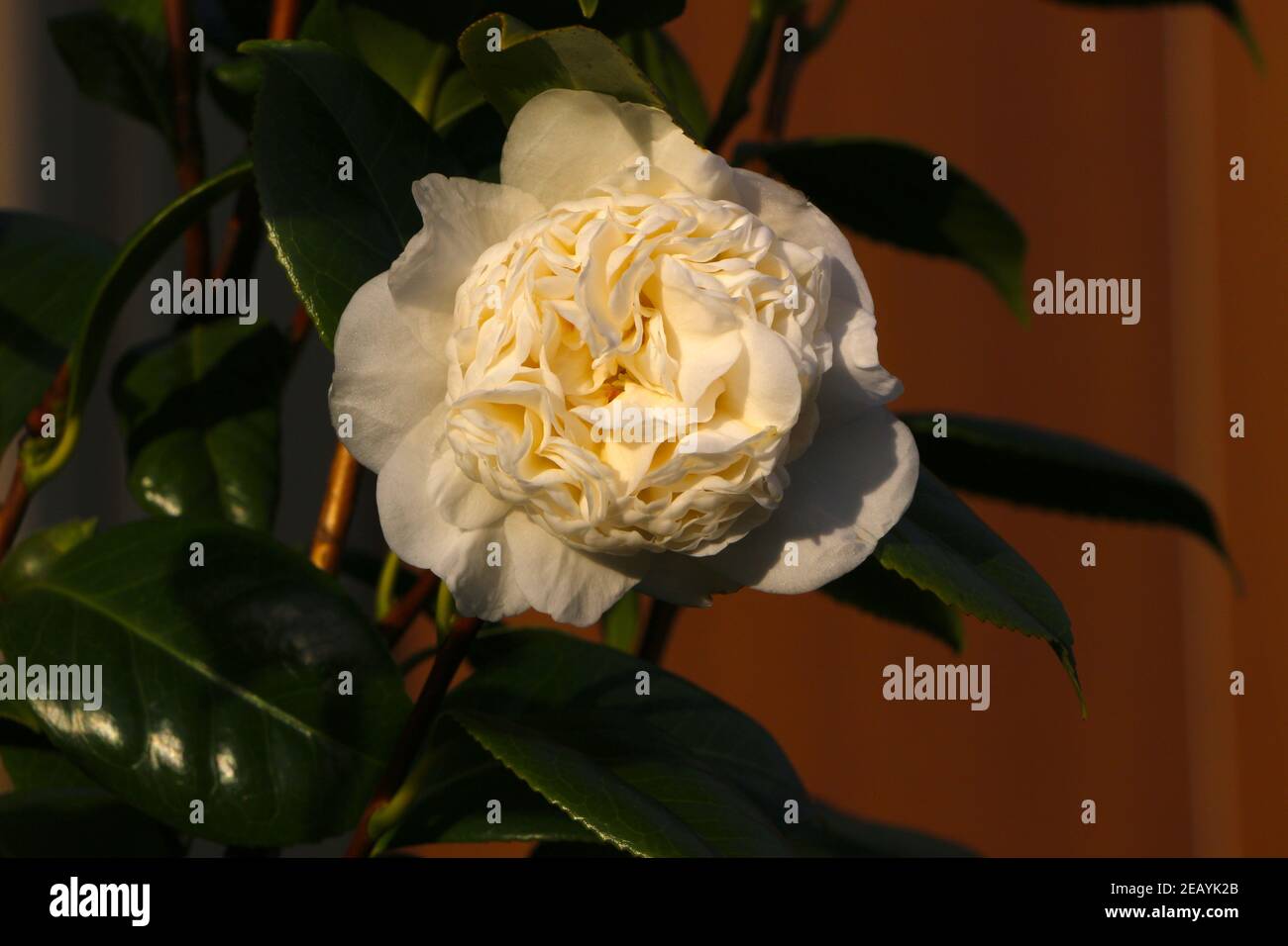 Shiny rose leaves hires stock photography and images Alamy