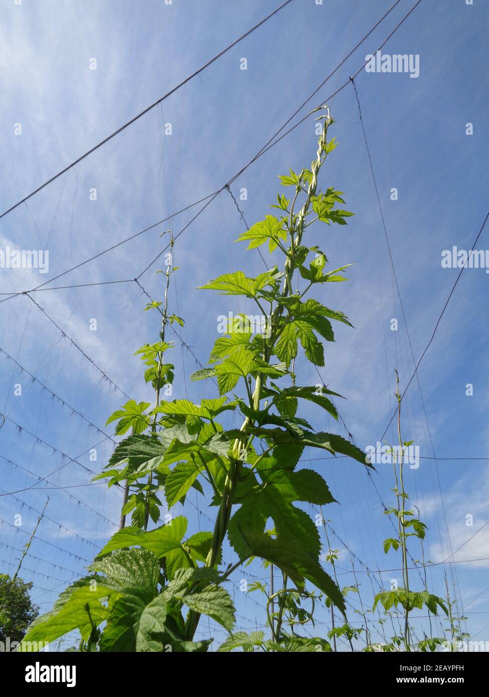 A hop vine in Tettnang on Lake Constance Stock Photo