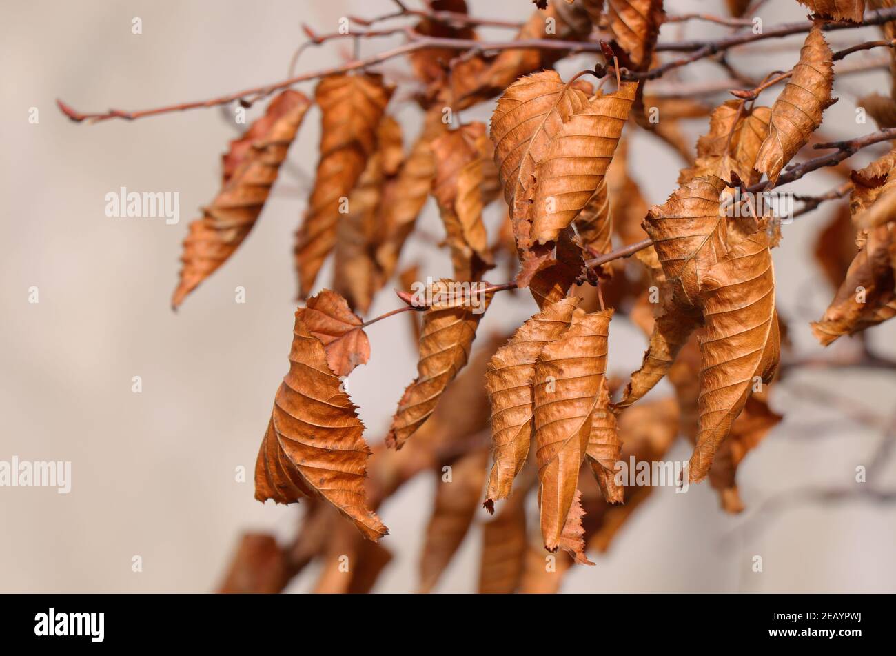 Branches with leaves of bonsai tree hornbeam. Carpinus betulus Stock Photo