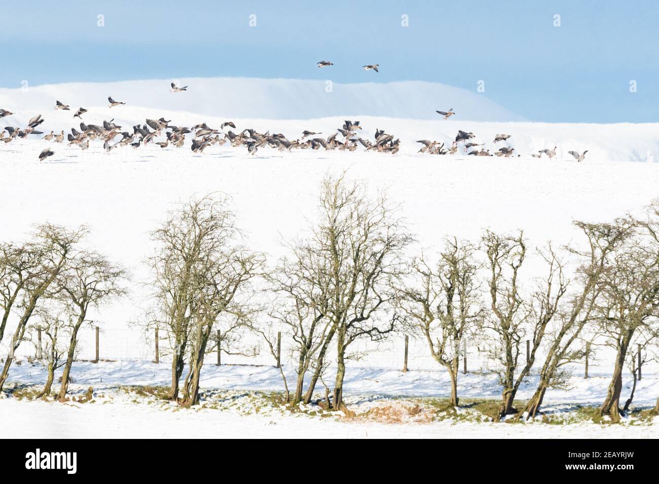 Killearn, Stirling, Scotland, UK. 11th Feb, 2021. UK weather - greylag geese landing on the brow of a snow covered field in Killearn Credit: Kay Roxby/Alamy Live News Stock Photo