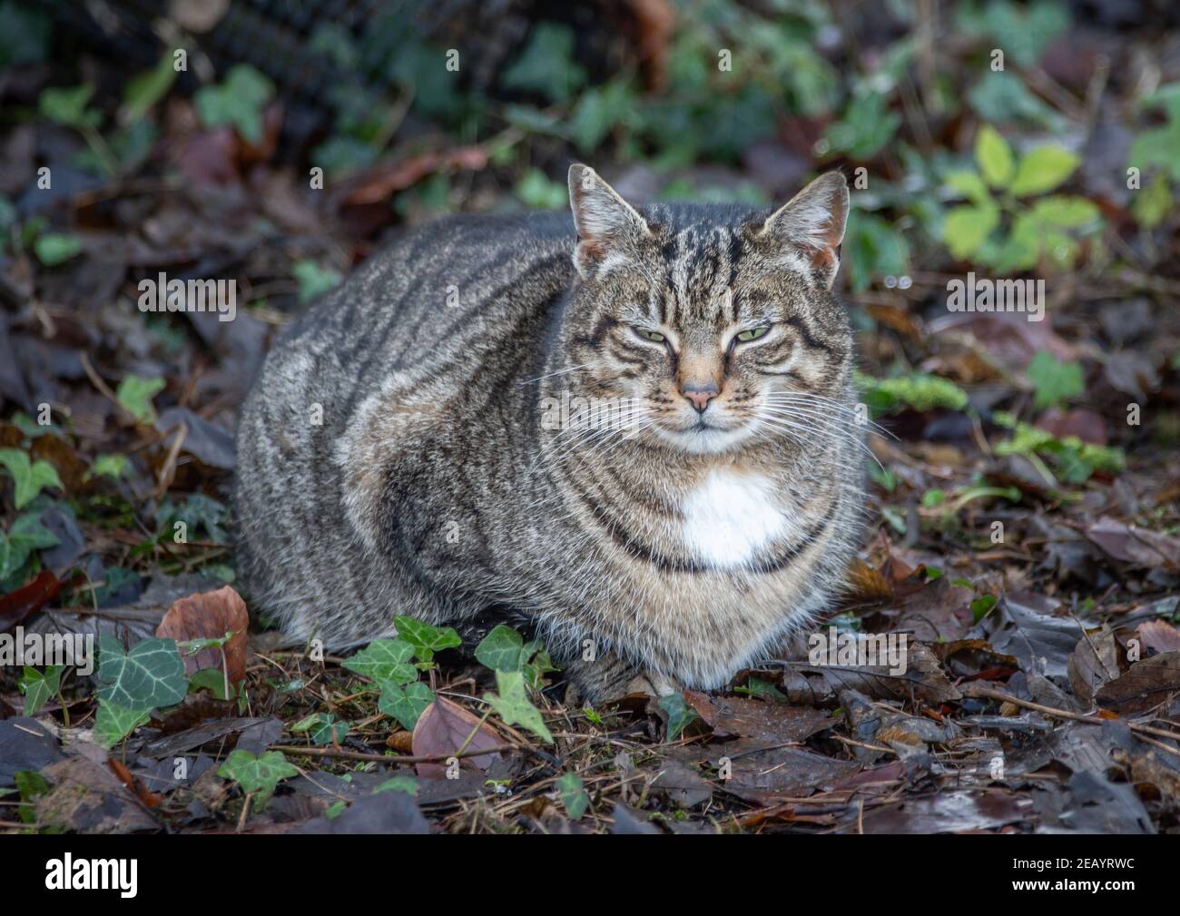 Half Cat Half Bobcat