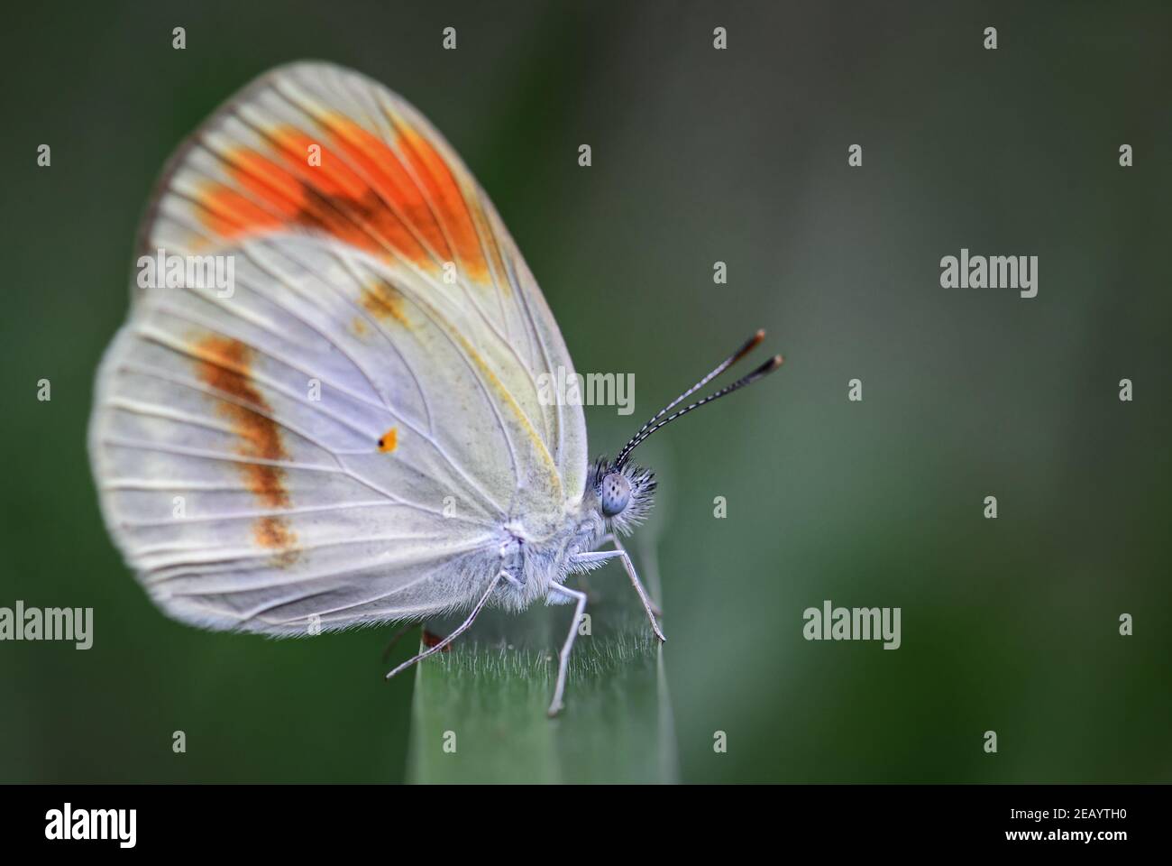 Smoky Orange Tip butterfly - Colotis euippe, beautiful colored butterfly from African meadows and gardens, Zanzibar, Tanzania. Stock Photo