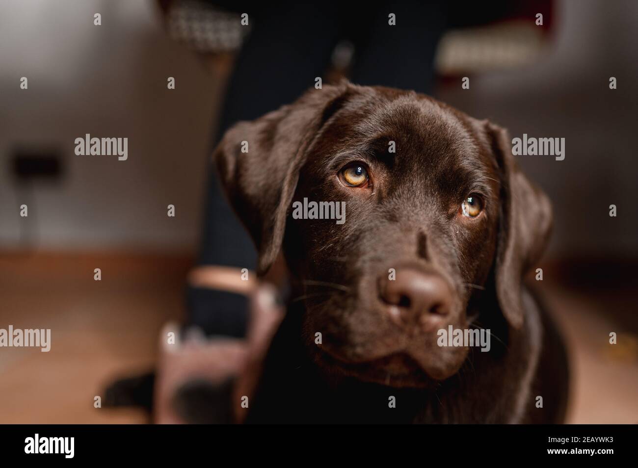 Chocolate Labrador lying under the desk near to owner legs. Stock Photo