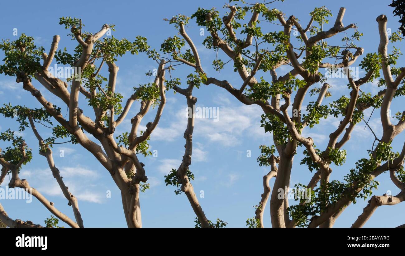 Large weird coral trees in Embarcadero Marina park near USS Midway and ...