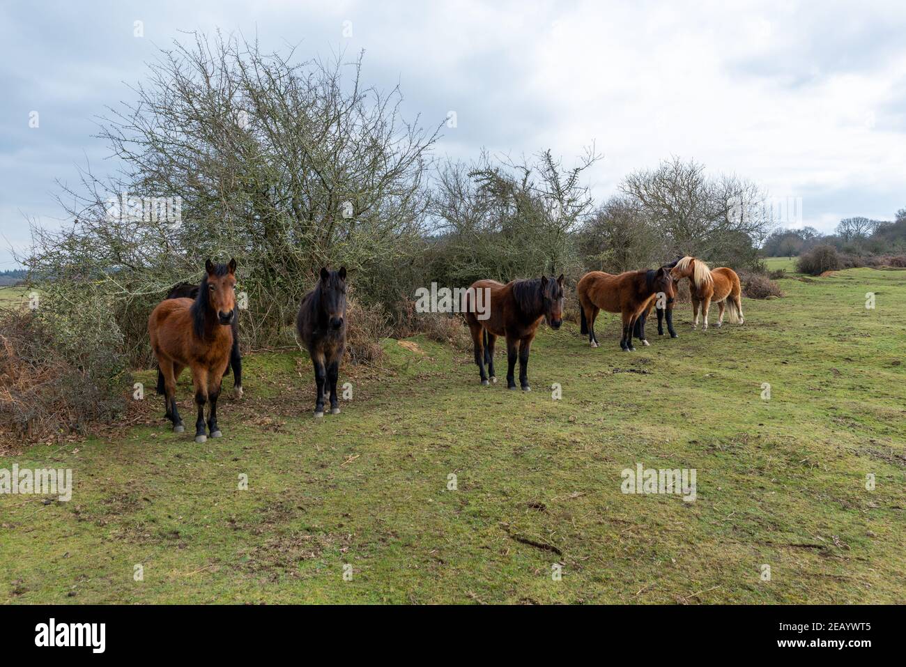 Frogham, Fordingbridge, Hampshire, UK, 11th February, 2021, Weather: After a severe overnight frost, temperatures are still at or below freezing in the middle of the day. Hardy New Forest ponies shelter behind a tall hedgerow from a bitingly cold easterly wind. Credit: Paul Biggins/Alamy Live News Stock Photo
