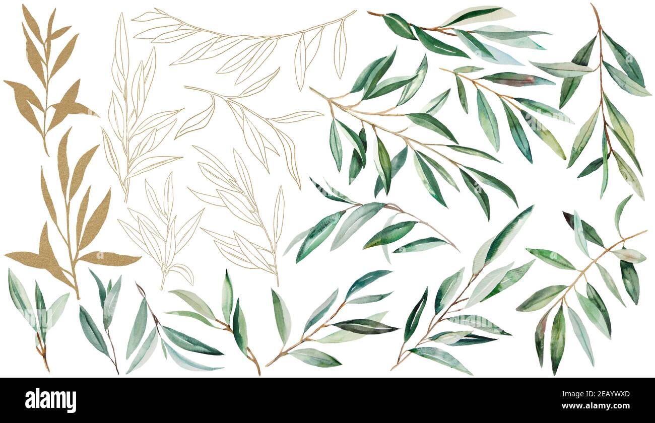 Watercolor Olive Branch Illustrations green and golden Stock Photo - Alamy