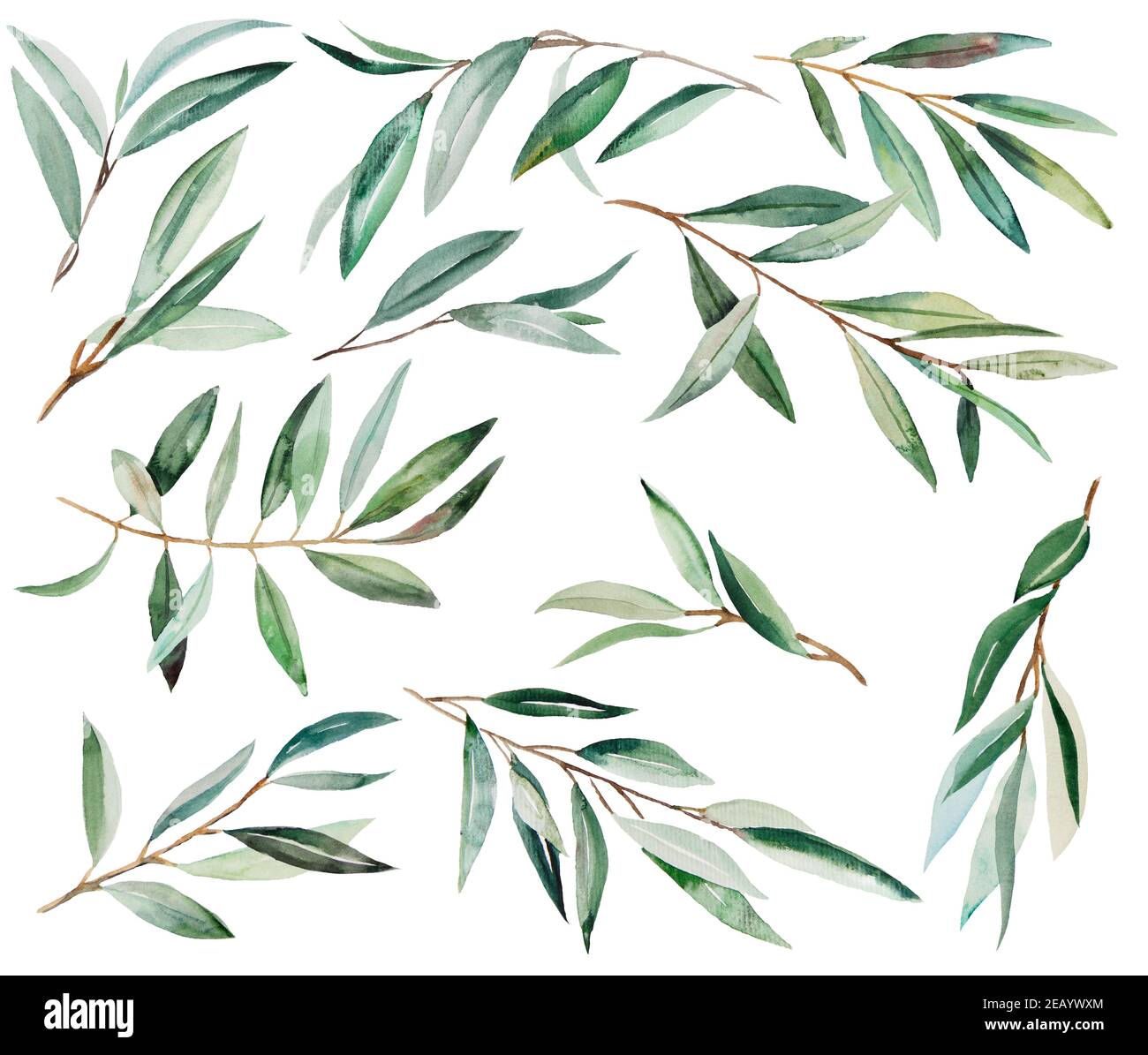 Watercolor green Olive Branch Illustrations Stock Photo - Alamy