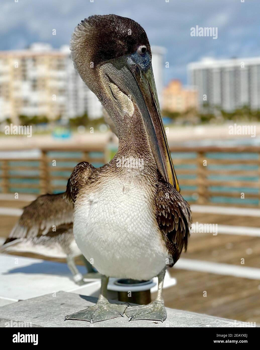 Closeup of a pelican bird with a long beak in the Pompano Beach in Florida Stock Photo
