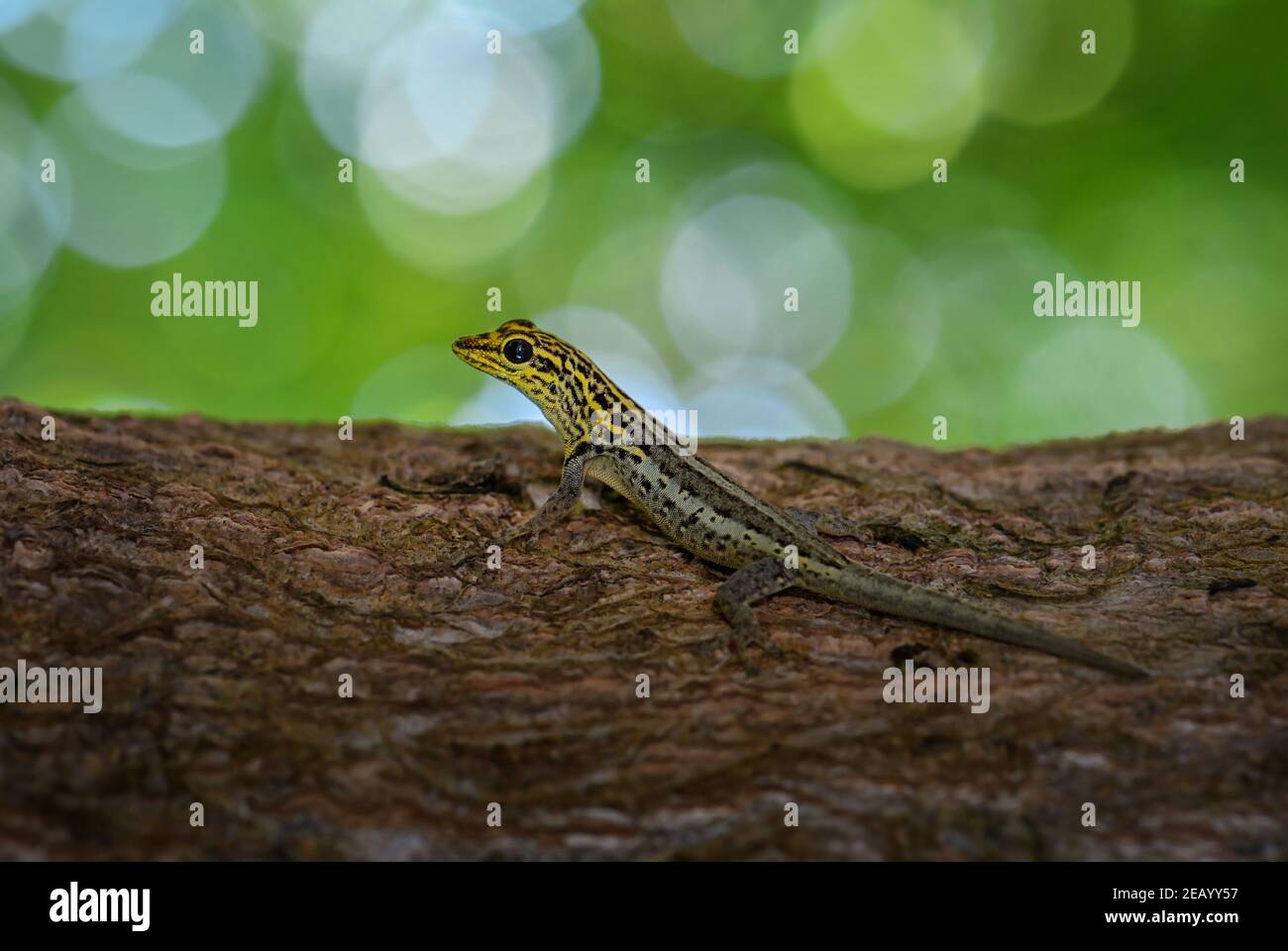 Dwarf yellow-headed gecko - Lygodactylus luteopicturatus, beautiful colored lizard from East African woodlands and forests, Zanzibar, Tanzania. Stock Photo