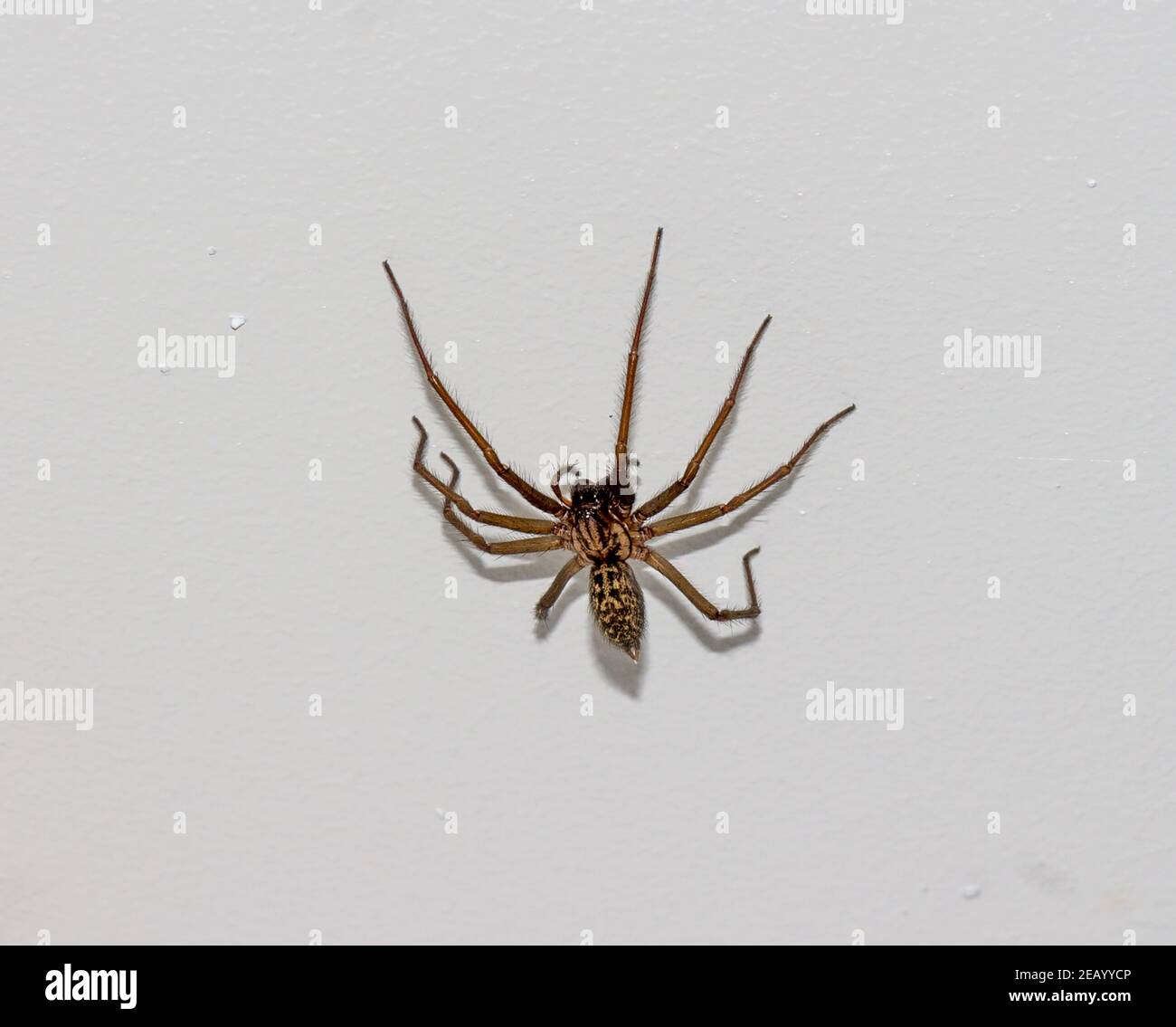 Female European House Spider Tegenaria domestica Stock Photo