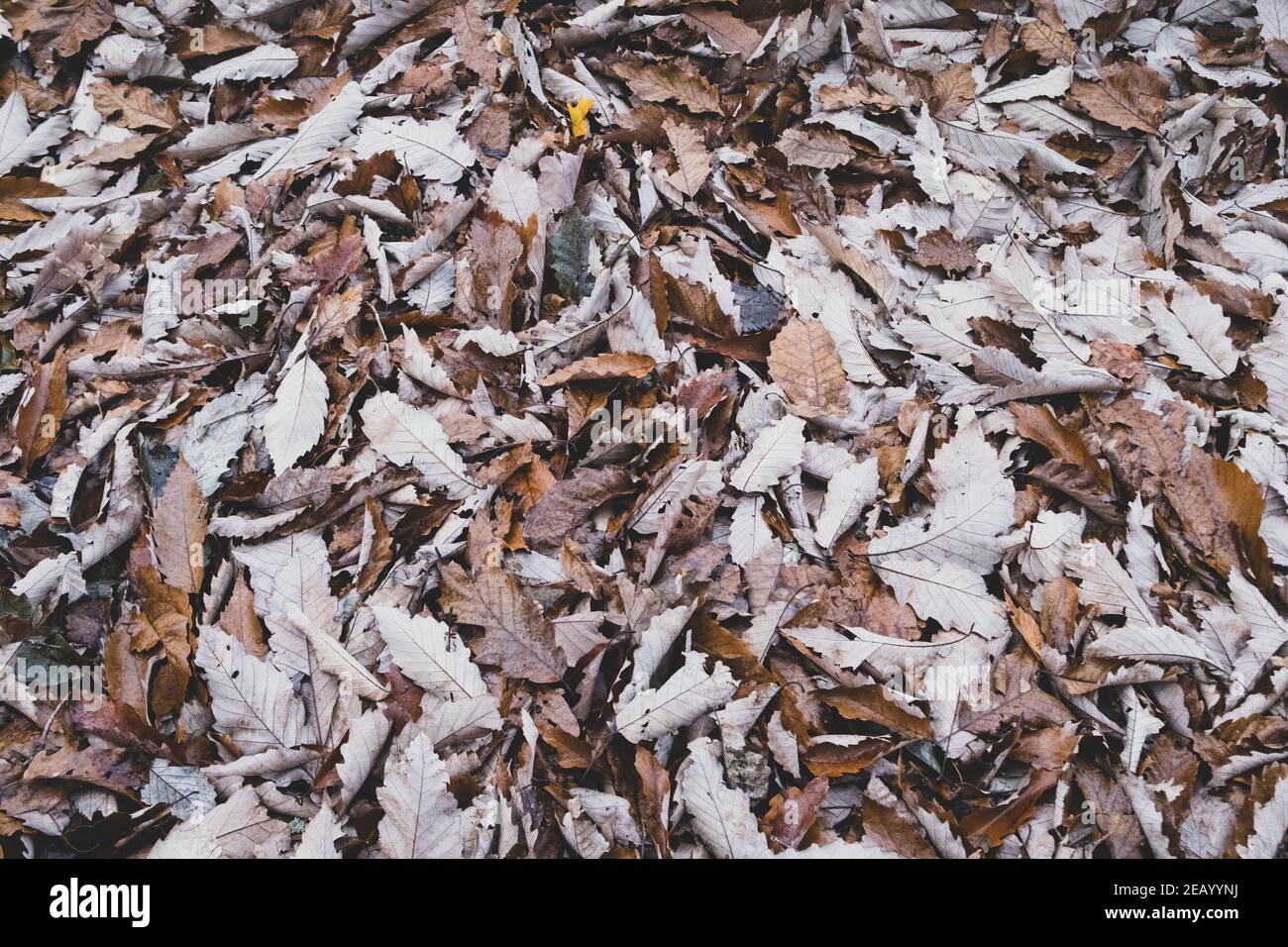 Heap of dried leaves on the ground in autumn Stock Photo