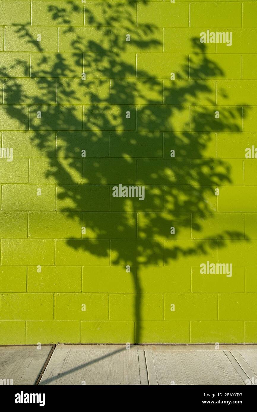 Tree shadow on a building wall Stock Photo - Alamy